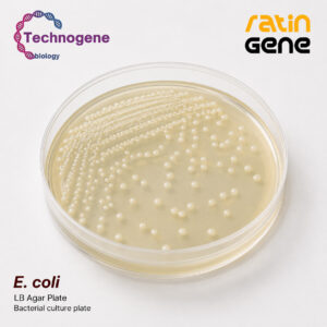 باکتری E. coli BL21 (DE3) | سویه تخصصی بیان پروتئین نوترکیب